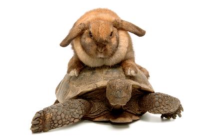 tortoise and hare slow and fast